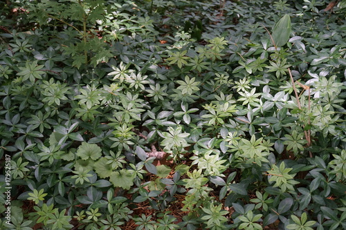 かわいい植物
