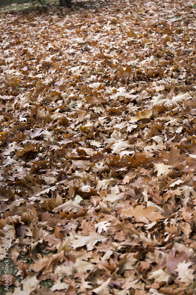 Foglie secche in autunno
