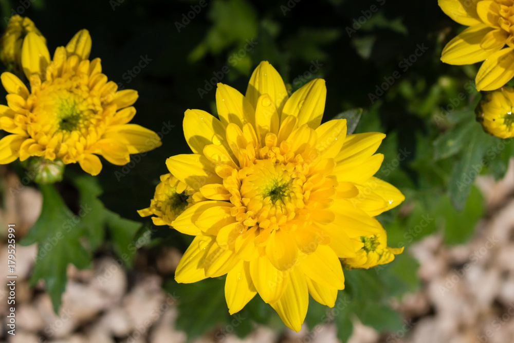 flower flower