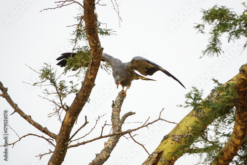 Eagle perching on top of dry branch