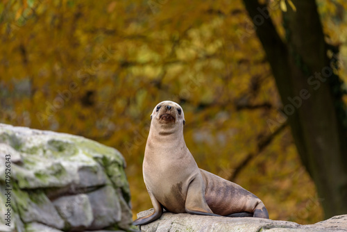 Kalifornischer Seelöwe