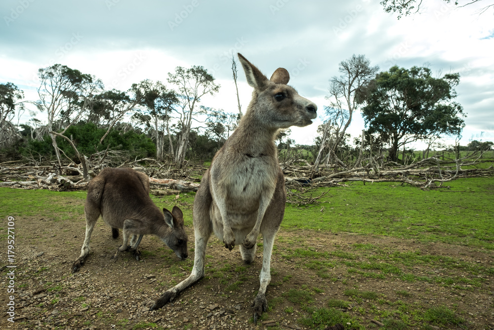 Kangaroo in Philip Island Kangaroo in Philip Island