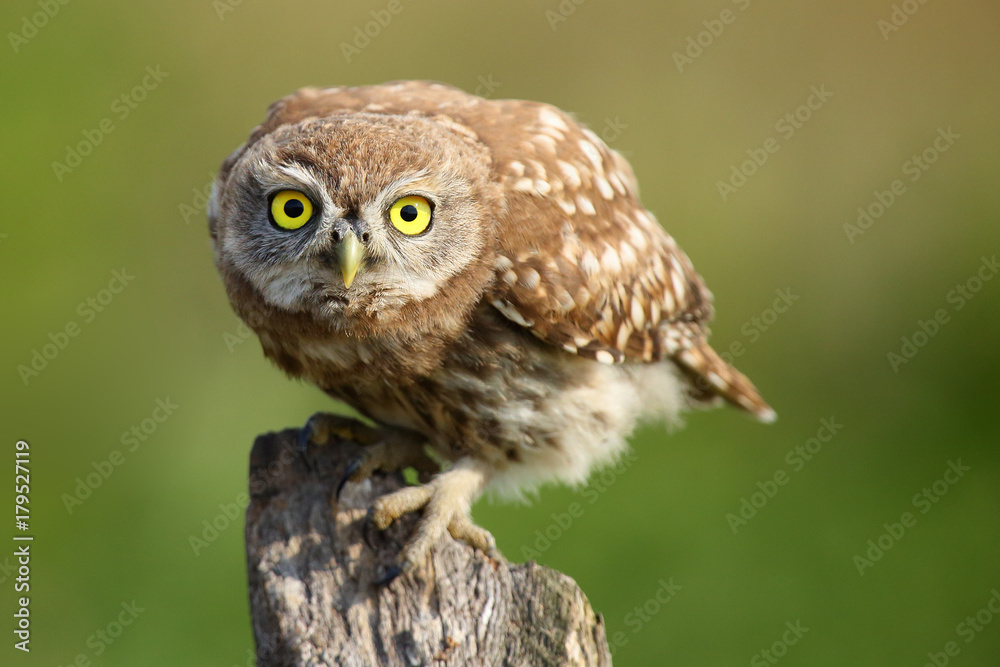 Obraz premium The little owl (Athene noctua) sitting on the dry branch,portrait