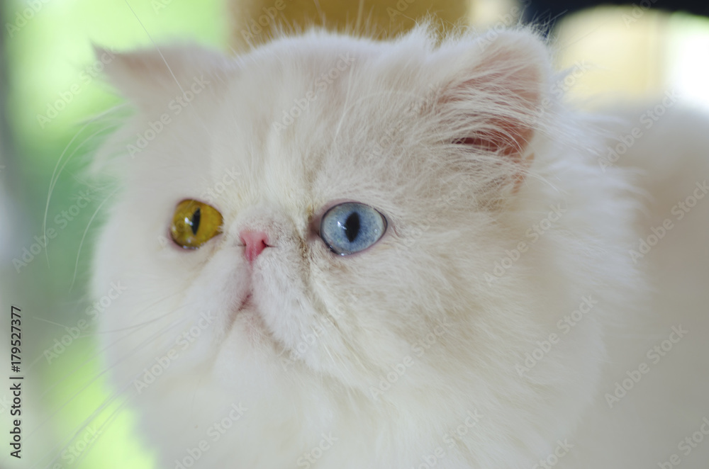 Close-up White persian cats have blue eyes and orange eyes.