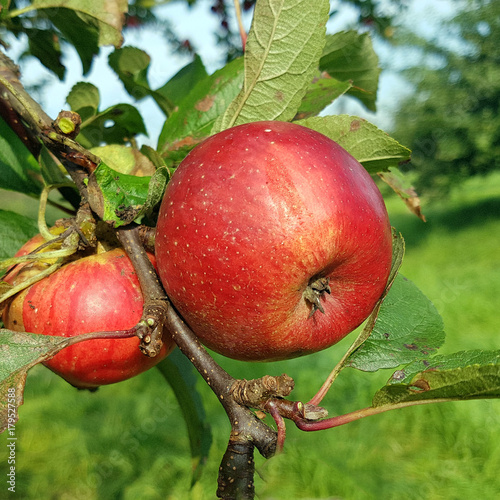 Moorroter, Apfel, Malus, domestica, Alte Apfelsorten photo