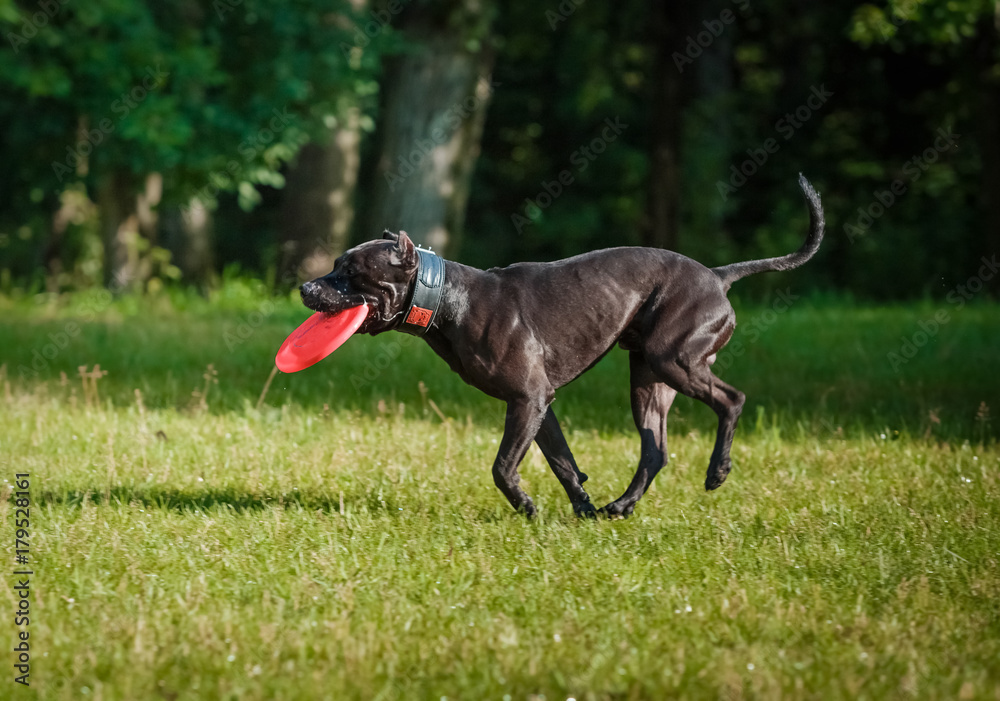 American pit bull Terrier plays with a flying disc American pit bull Terrier plays with a flying disc