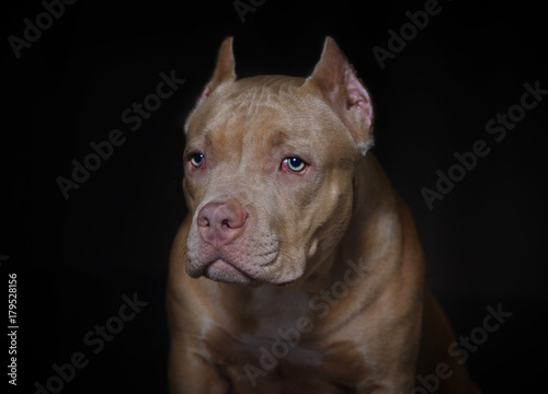 Portrait of an American bully puppy © Владимир Григорьев
