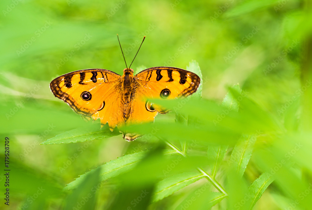 Obraz premium Top view of beautiful butterfly on green leaf background.