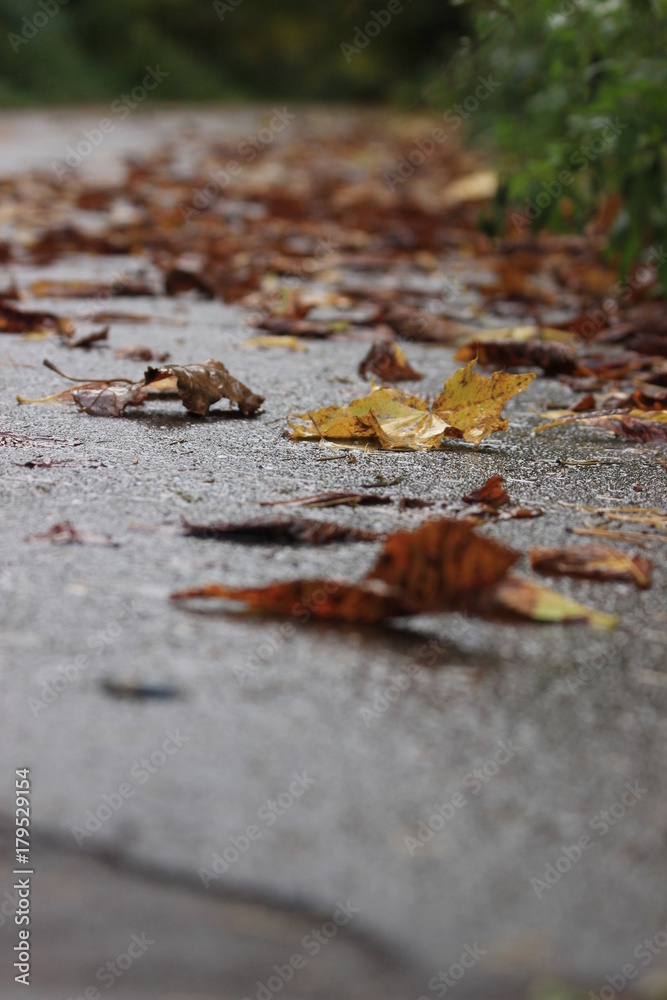 Leaves on the pavement in the autumn Leaves on the pavement in the autumn