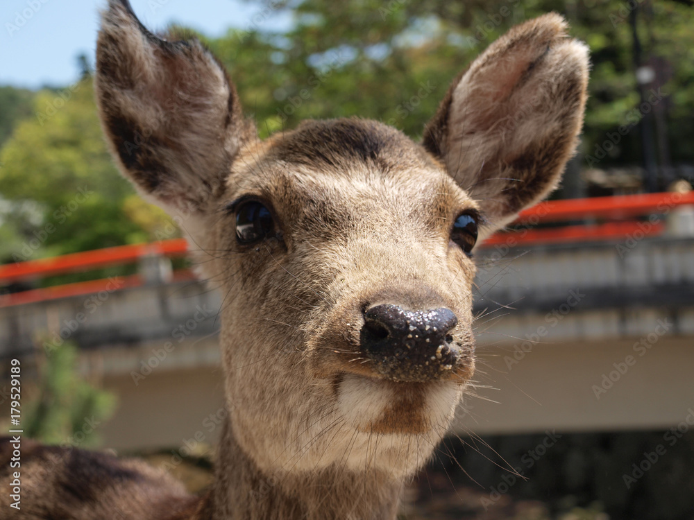 広島の鹿