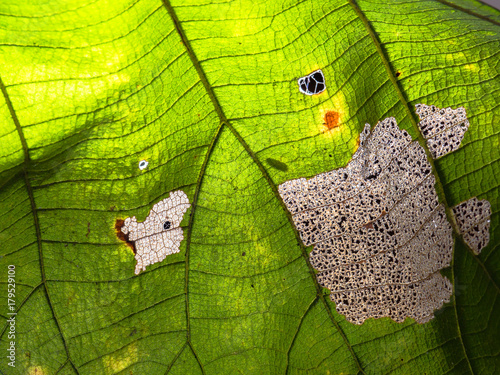 Close up of green Teak leaf tissue has been eaten up between veins it made beautiful texture and structure of veins. photo