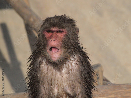 口を開ける猿