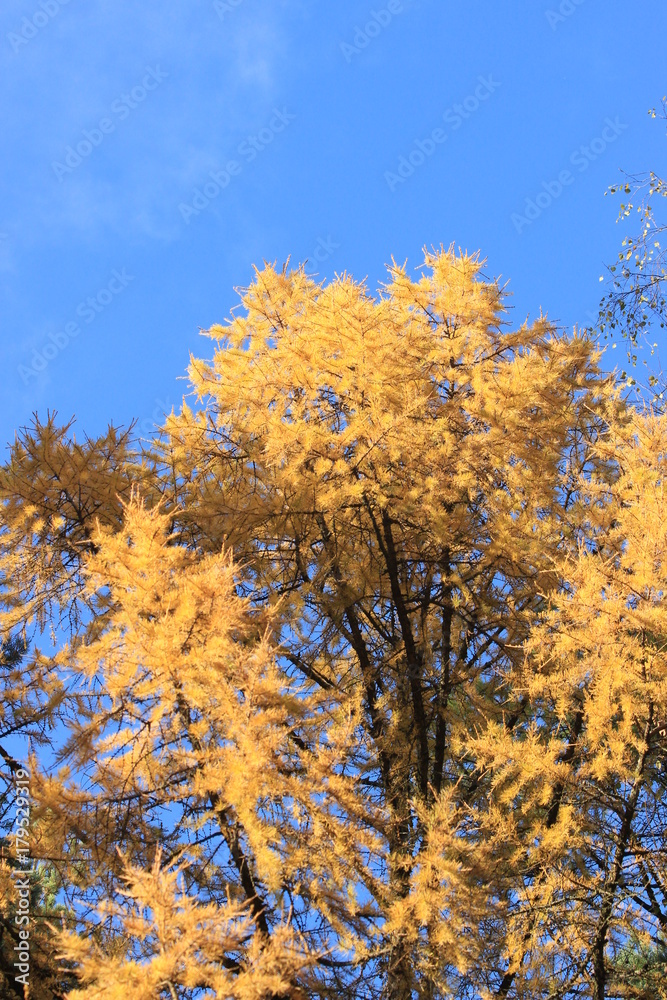 Coniferous tree in the autumn