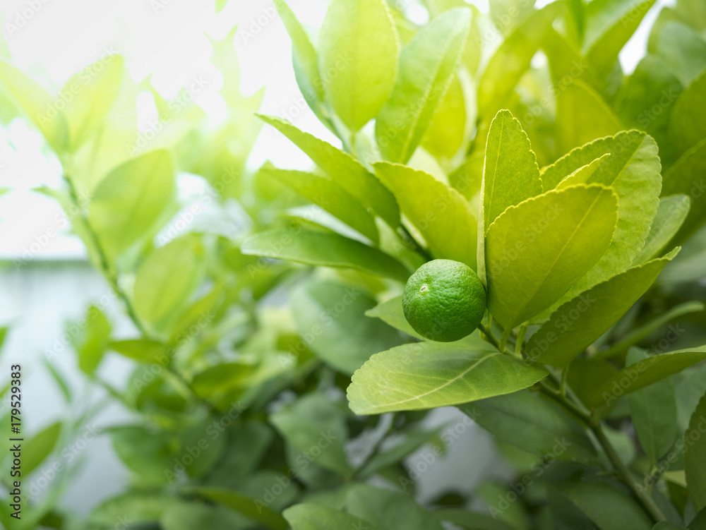 Fototapeta premium green lemon tree on soft focus