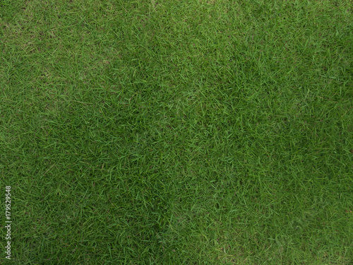 texture of a green lawn for background