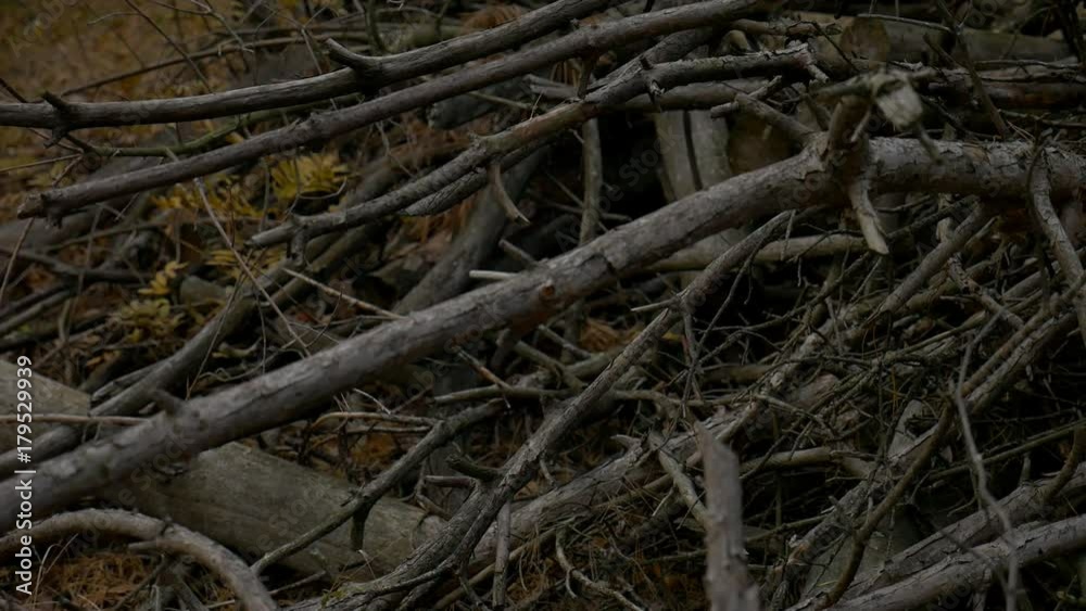 Stack of logs chopped trees. close up stock footage Stack of logs chopped trees. close up stock footage