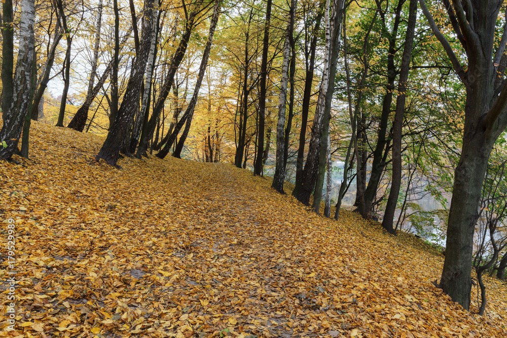 Naklejka premium Fall in park