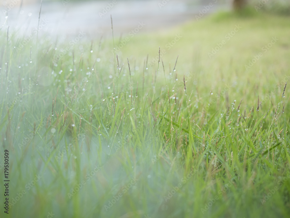 rops of water on top of the grass in the morning with fog rops of water on top of the grass in the morning with fog