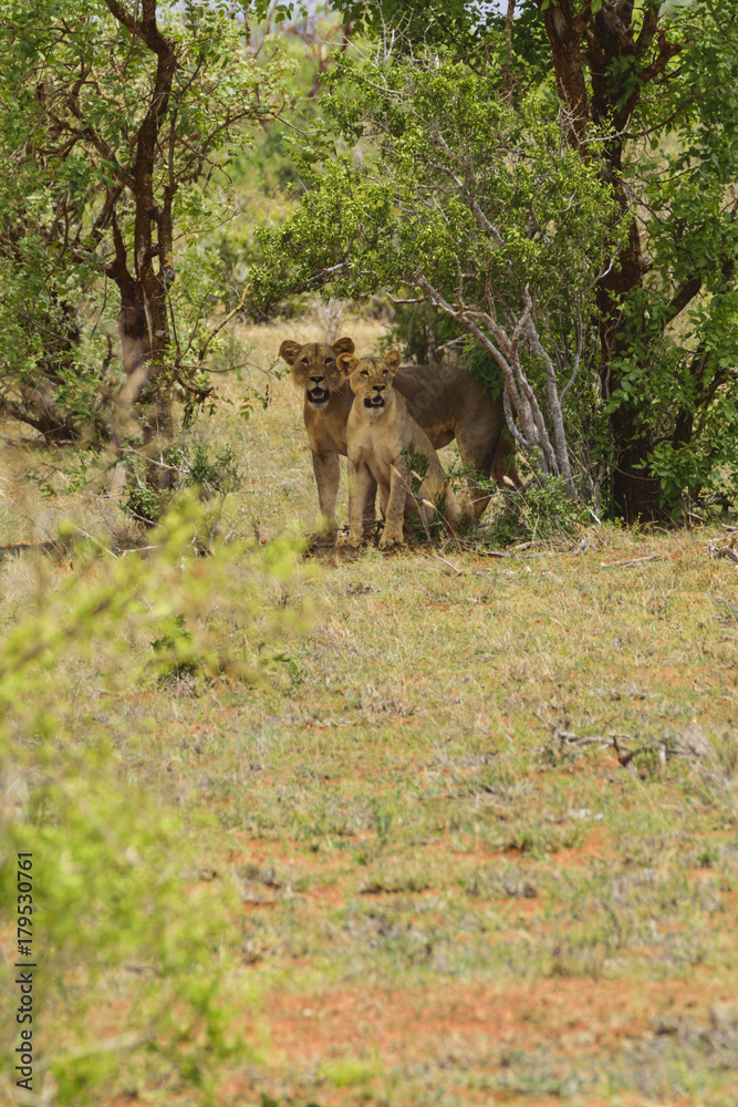 Lioness protecting her Cub Lioness protecting her Cub