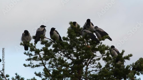 Hooded crow (Corvus cornix) are also migratory birds. Flock of migratory hooded crows resting in pine. Comfortable state of plumage, habitus of rest
 photo