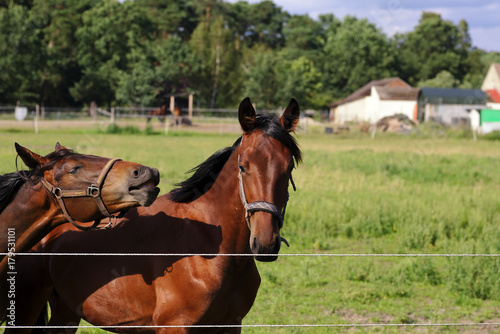 Whinnying brown horses on green background © bilderhatz.de