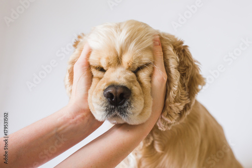 Adult american cocker spaniel breed in front of a white background. Female hands stroking the dog. Women holding head of dog. Positive human emotions, facial expression, feelings.