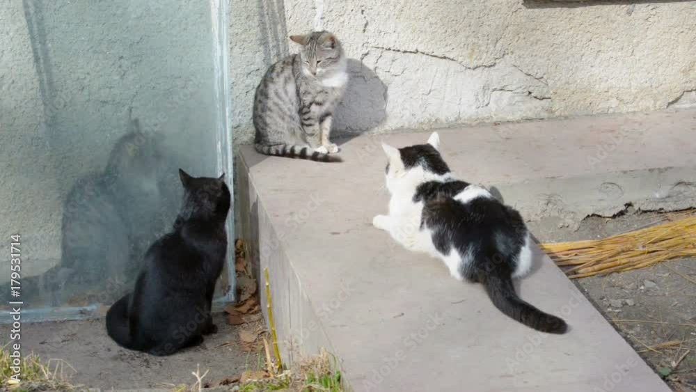 portrait of four beautiful cute aggressive, angry domestic cats portrait of four beautiful cute aggressive, angry domestic cats