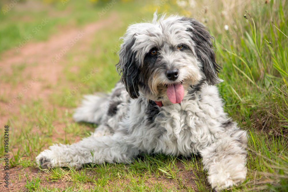 Dog in nature