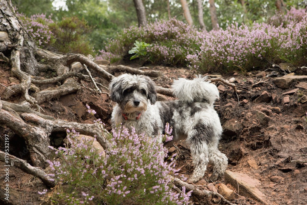 Fototapeta premium Dog in nature