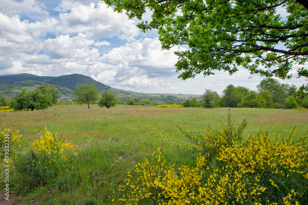 green meadow in germany