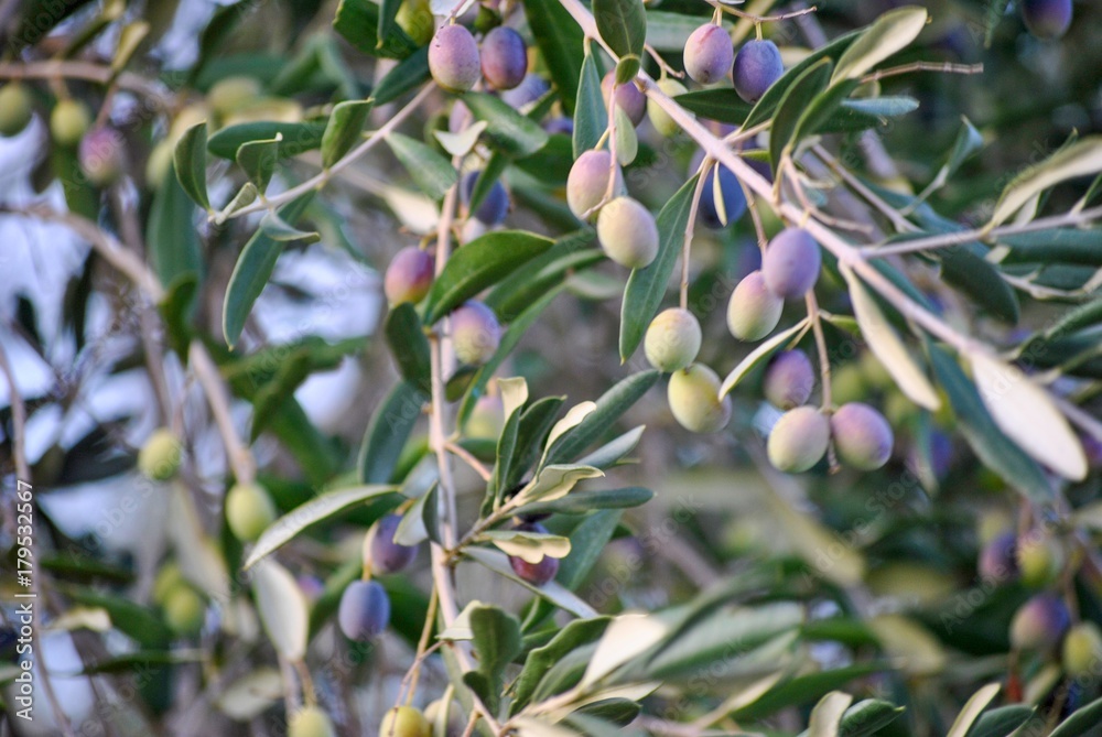 olive tree with black olives in autumn in italy olive tree with black olives in autumn in italy