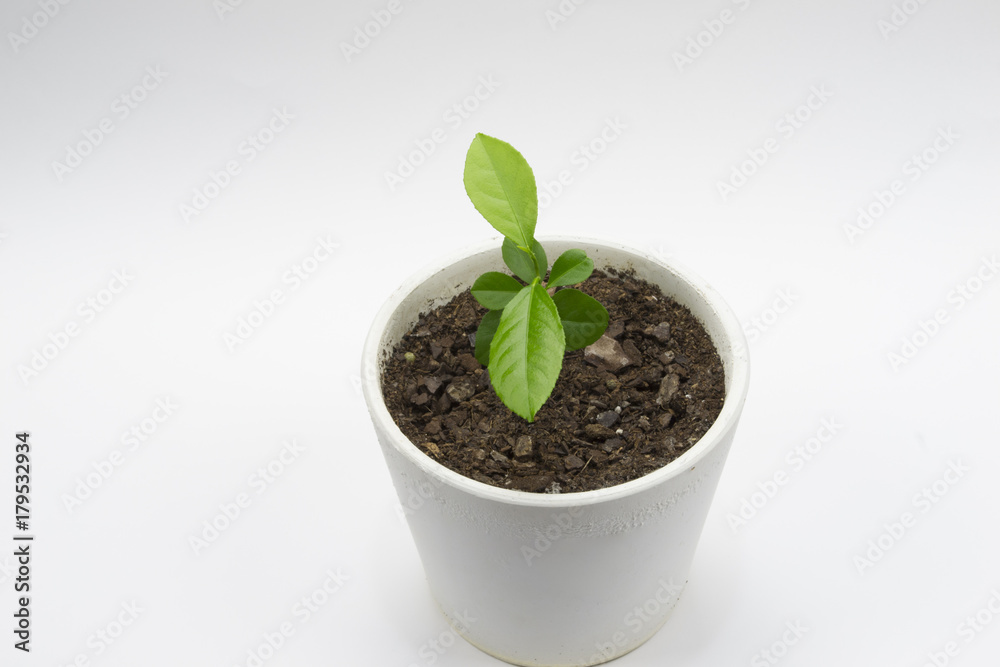 lemon tree in pot lemon tree in pot