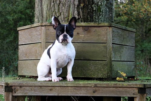 Portrait einer französischen Bulldogge auf einer Bank
