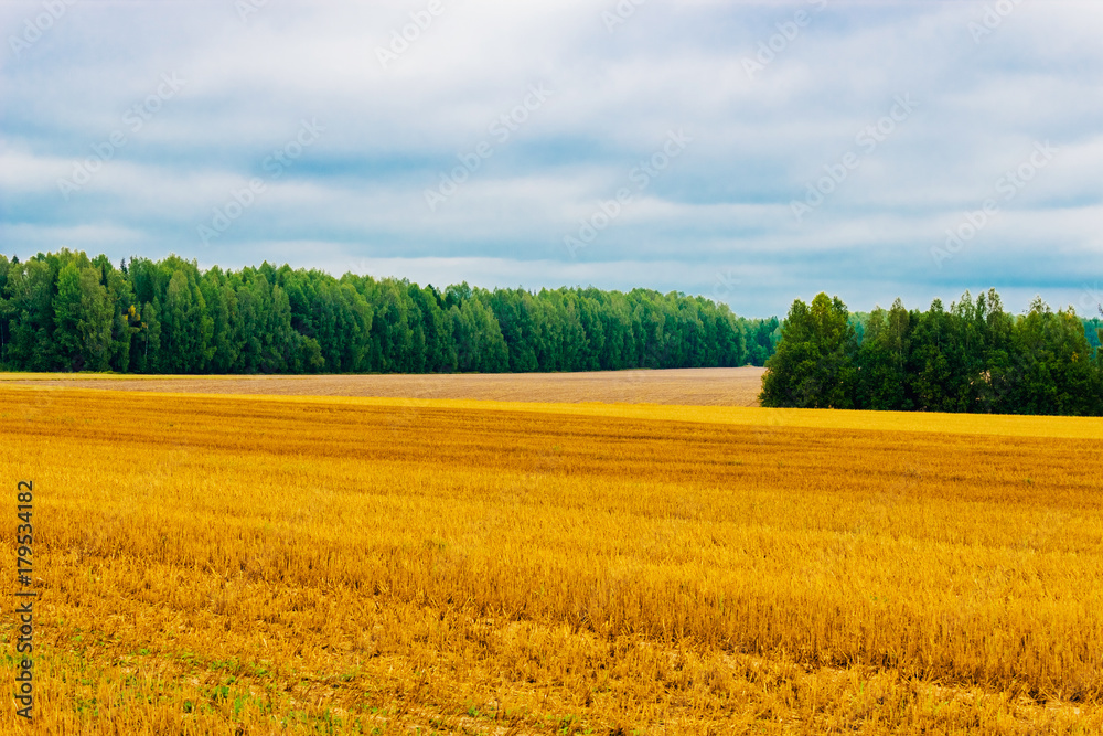 harvested field and forest