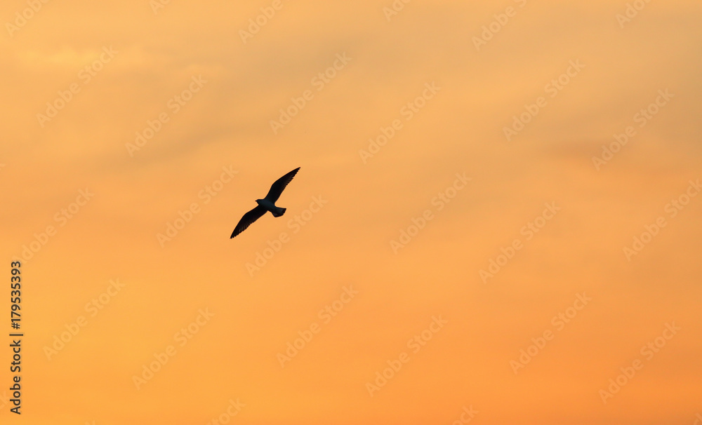 Seagull on background of sunrise sky in Thailand. Seagull on background of sunrise sky in Thailand.