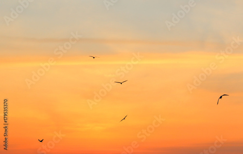 Seagulls on background of sunrise sky in Thailand. © Passakorn