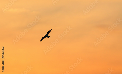 Seagull on background of sunrise sky in Thailand.