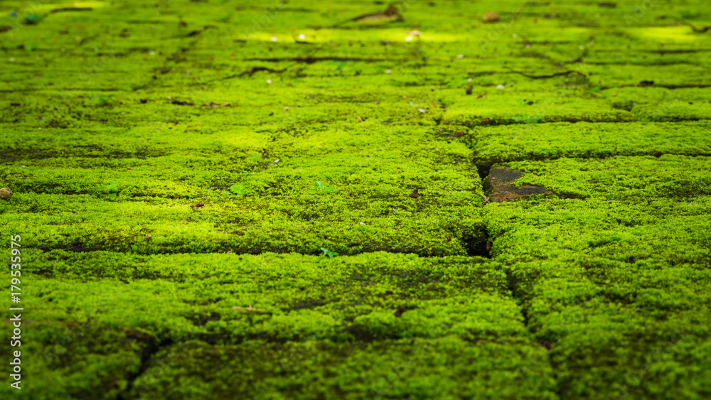 Green moss growing on old brick wall, Evergreen green moss at primitive forest located  Inthanon national park, Chiangmai, Thailand