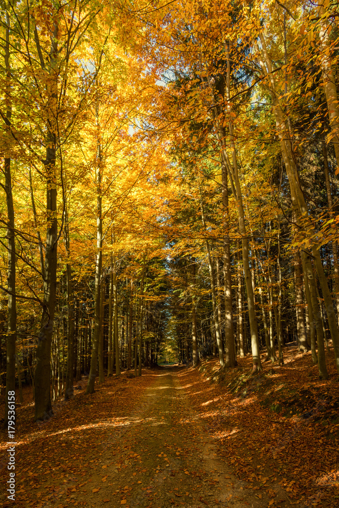 Path in the beech forest in flame colors