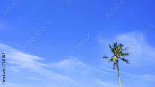Coconut tree over blue sky background. Copyspace area. © nelzajamal