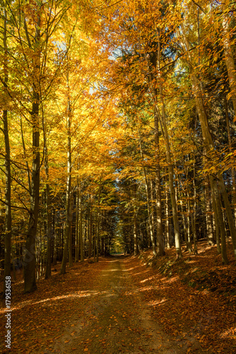 Path in the beech forest in flame colors