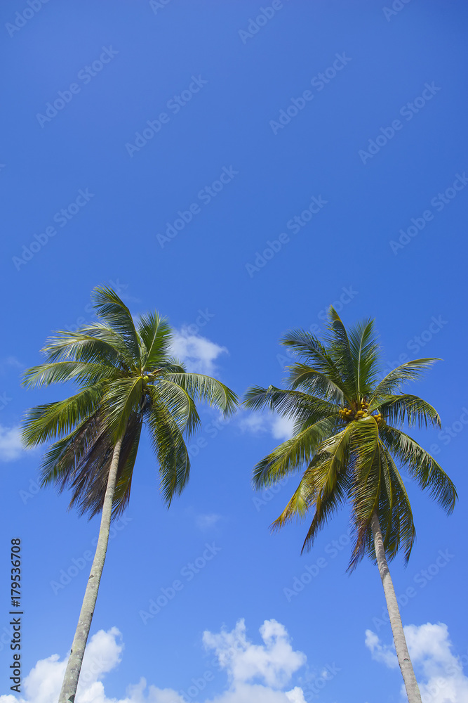 Twin coconut tree over blue sky background. Copyspace area. Twin coconut tree over blue sky background. Copyspace area.