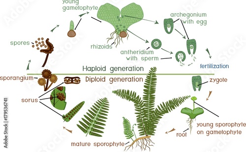 Life Cycle of Fern. Plant life cycle with alternation of diploid sporophytic and haploid gametophytic phases photo