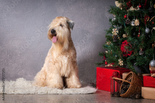 Dog. Irish soft coated wheaten terrier on Christmas background