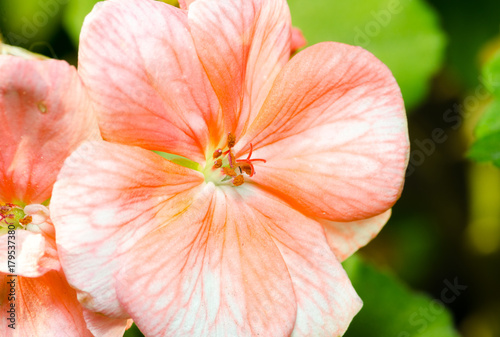 Beautiful pink orange geranium flower with stamens in the garden close up selective focus © Srdjan