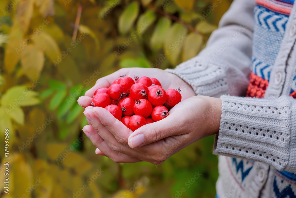 Red Hawthorn berries in female hands. Autumn. Red Hawthorn berries in female hands. Autumn.