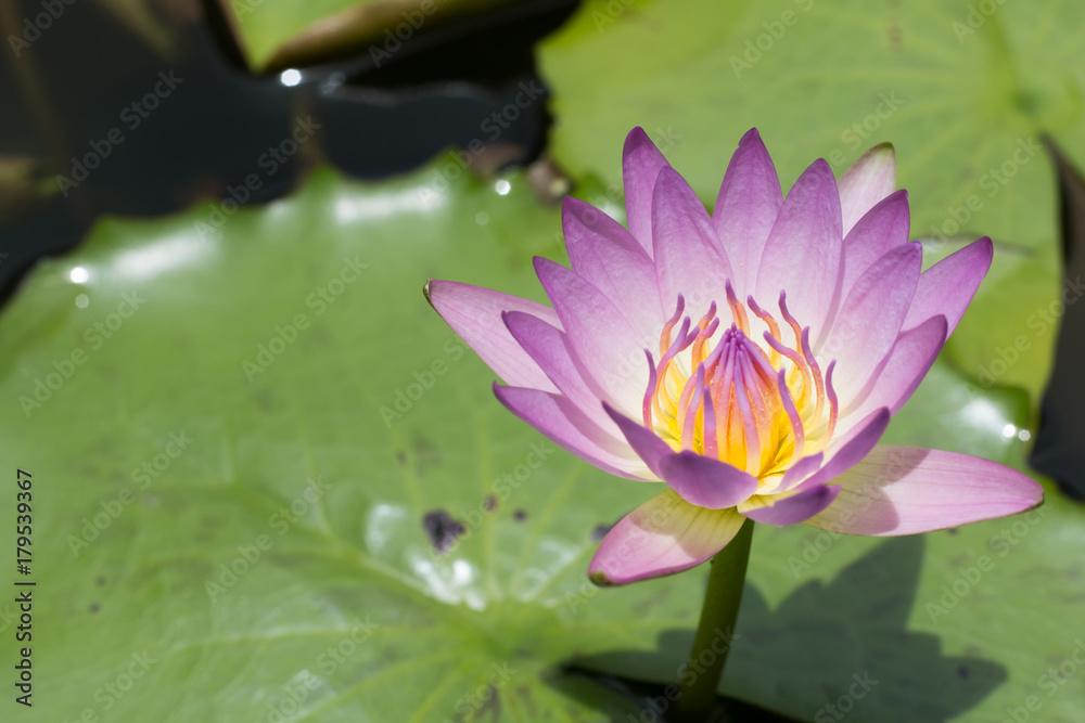 Beautiful lotus flower, Purple lotus flower select focus blur or blurred soft focus, Lotus flower background