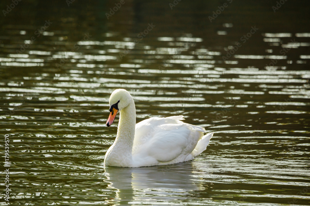 White Swan in the pond or on the lake. Blurred background. White Swan in the pond or on the lake. Blurred background.