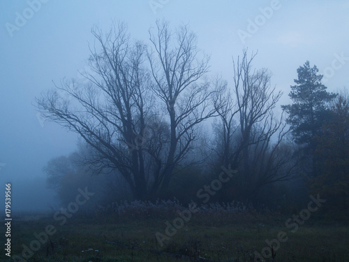 foggy Night