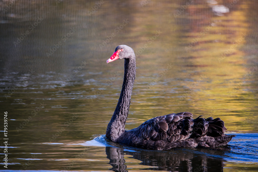 Fototapeta premium Black Swan on the lake or in the pond.